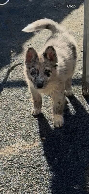 German shepherd for sale in Crossmaglen, County Armagh - Image 2