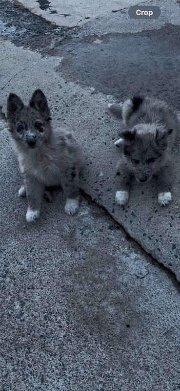 German shepherd for sale in Crossmaglen, County Armagh - Image 3