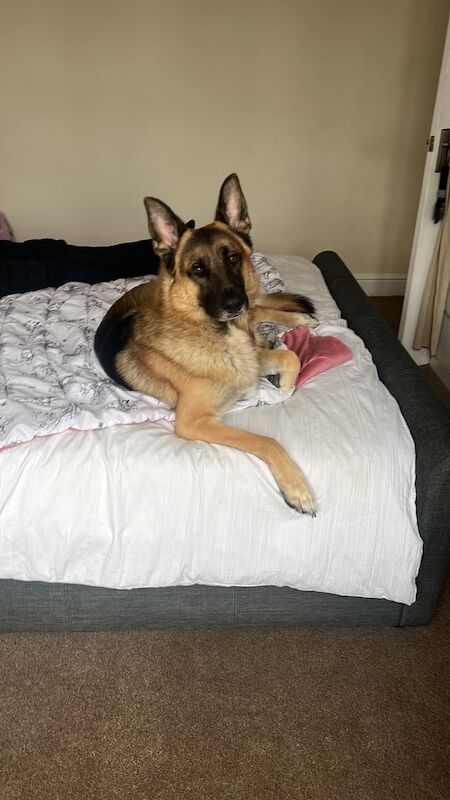 German shepherd for sale in Castle Bromwich, West Midlands