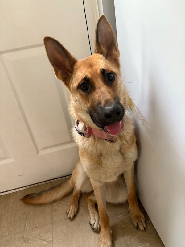 German Shepherd for sale in Selston, Nottinghamshire
