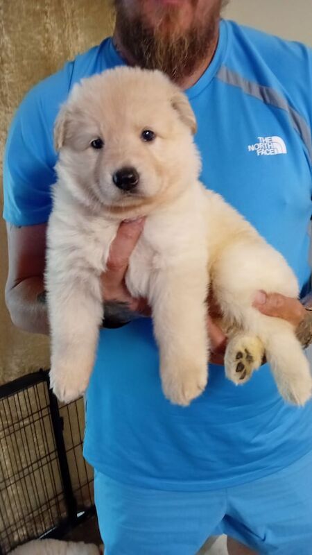 German shepherd for sale in Chaddesden, Derbyshire