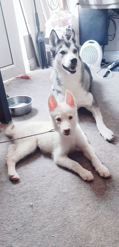 German Shepherd puppies for sale in Chessington, Greater London – 3 months old