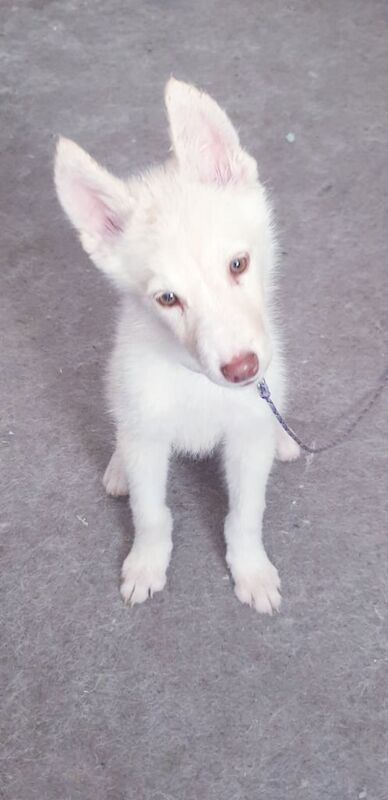 German Shepherd puppies for sale in Chessington, Greater London – 4 months old - Image 2 of 3