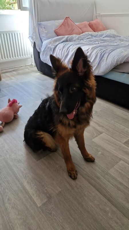 German Shepherd puppies for sale in Lambeth, Greater London – 9 months old