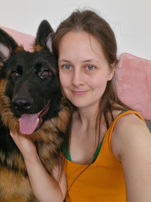 German Shepherd puppies for sale in Lambeth, Greater London – 9 months old - Image 2 of 2