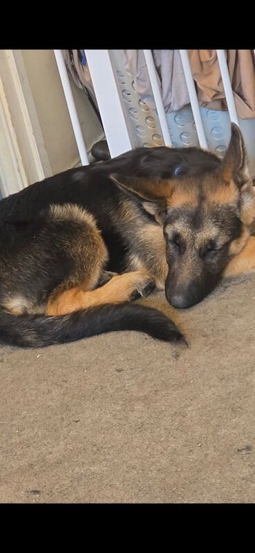 German Shepherd puppies for sale in Long Stratton, Norfolk – 4 months old