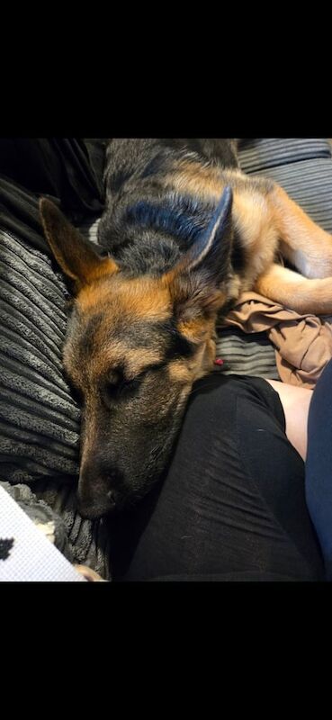 German Shepherd puppies for sale in Long Stratton, Norfolk – 4 months old - Image 2 of 2