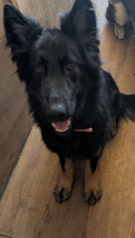 German Shepherd puppies for sale in Boldon Colliery, Tyne and Wear – 1 year old