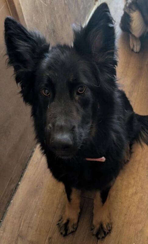 German Shepherd puppies for sale in Boldon Colliery, Tyne and Wear – 1 year old - Image 2 of 3