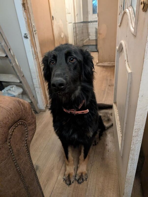 German Shepherd puppies for sale in Boldon Colliery, Tyne and Wear – 1 year old - Image 3 of 3