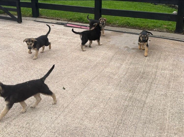 German Shepherd puppies for sale in Lisbellaw, County Fermanagh – 9 weeks old