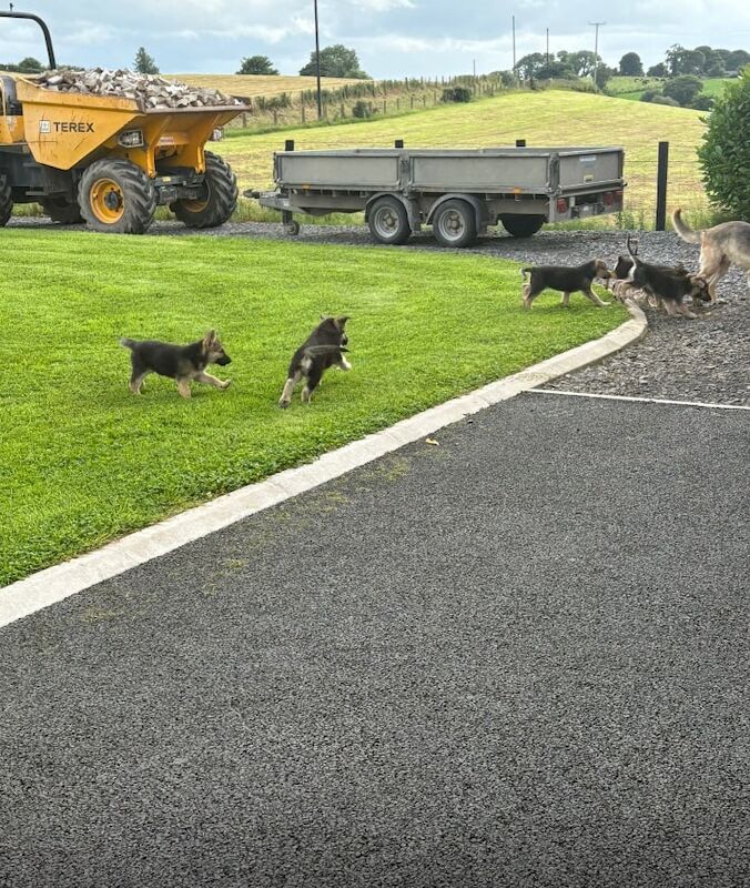 German Shepherd puppies for sale in Lisbellaw, County Fermanagh – 6 months old - Image 2 of 3