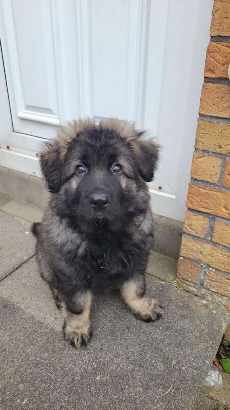 German Shepherd puppies for sale in Ballymoney, County Antrim – 11 weeks old