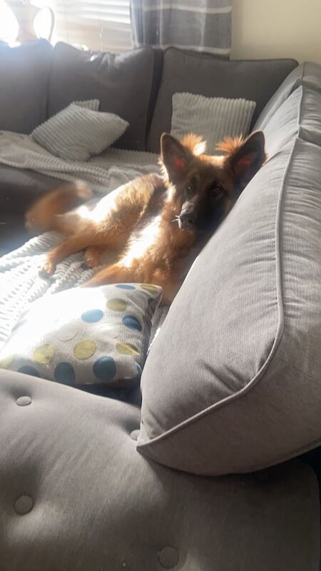 German Shepherd puppies for sale in Londonderry, County Londonderry – 1 year old