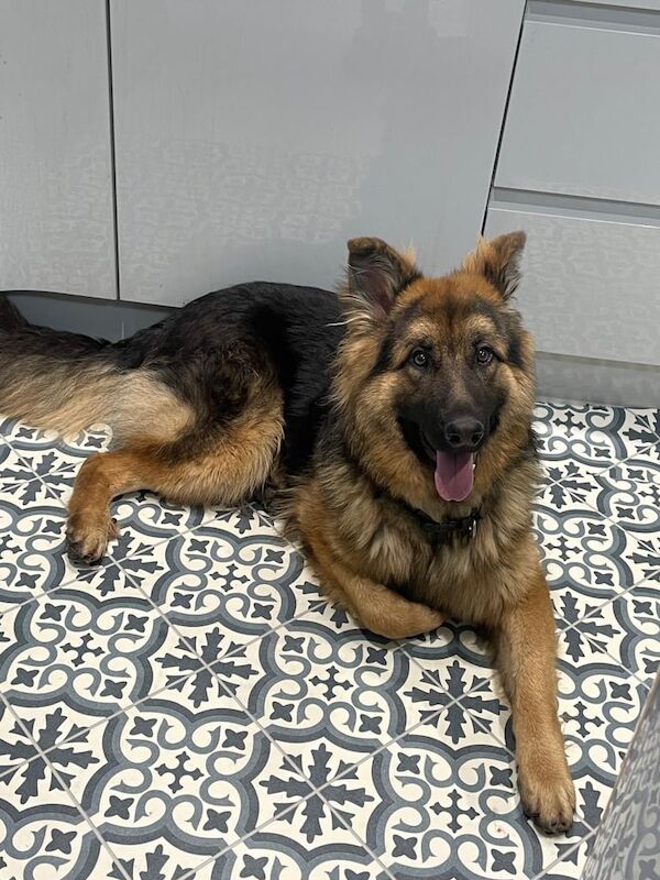 German Shepherd puppies for sale in Wolverhampton, West Midlands – 11 months old