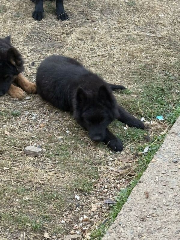 German Shepherd puppies for sale in Norbury, Greater London – 3 months old