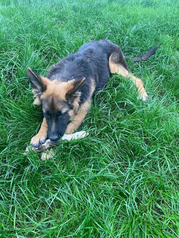 German Shepherd puppies for sale in West Heath, West Midlands β 6 months old