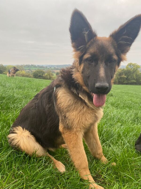 German Shepherd puppies for sale in West Heath, West Midlands – 6 months old - Image 2 of 5