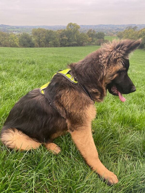 German Shepherd puppies for sale in West Heath, West Midlands – 6 months old - Image 3 of 5