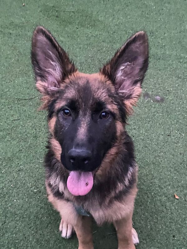German Shepherd puppies for sale in West Heath, West Midlands – 6 months old - Image 5 of 5