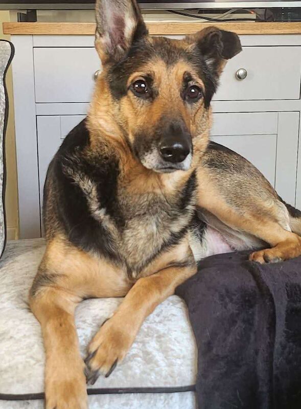 German Shepherd puppies for sale in Spilsby, Lincolnshire – 2 years old
