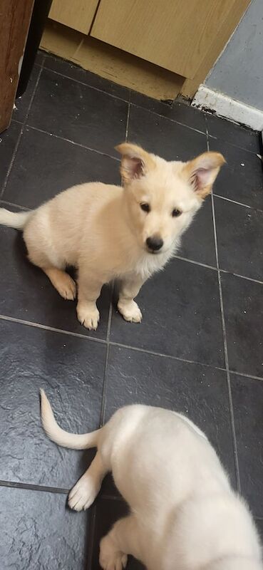 German Shepherd puppies for sale in Harwich, Essex – 8 weeks old