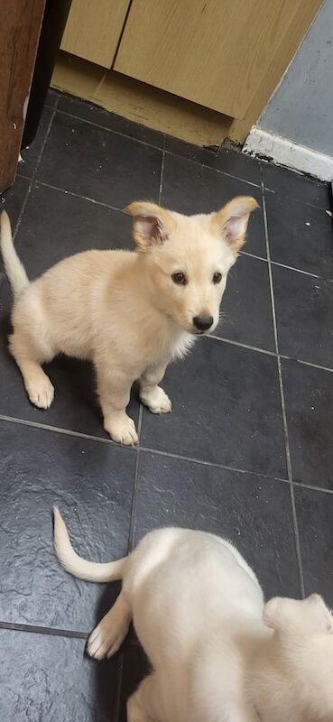 German Shepherd puppies for sale in Harwich, Essex – 8 weeks old - Image 2 of 3