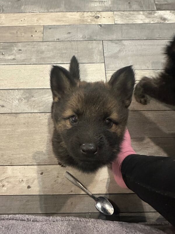 German Shepherd puppies for sale in Gravesend, Kent – 9 weeks old