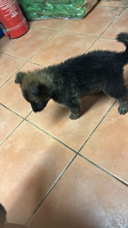 German Shepherd puppies for sale in Gravesend, Kent – 9 weeks old - Image 2 of 3