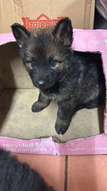 German Shepherd puppies for sale in Gravesend, Kent – 9 weeks old - Image 3 of 3