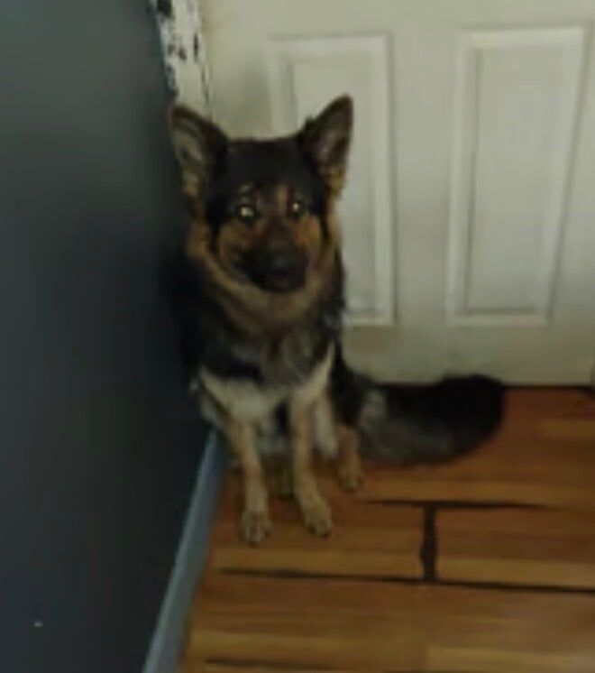German Shepherd puppies for sale in Blidworth, Nottinghamshire – 3 years old
