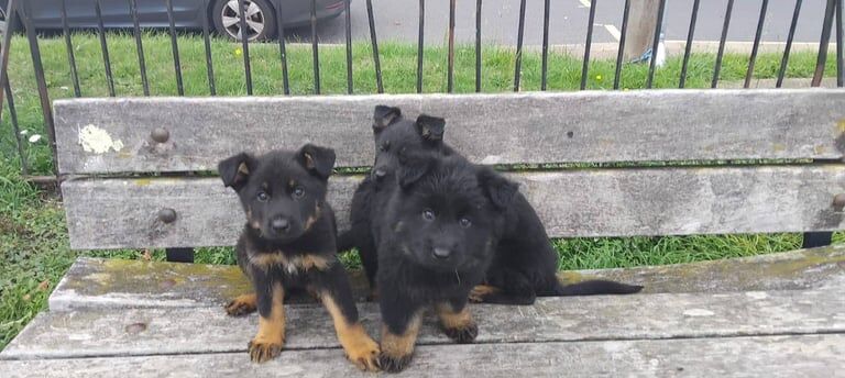 German Shepherd puppies for sale in Park Street, Hertfordshire – 9 weeks old