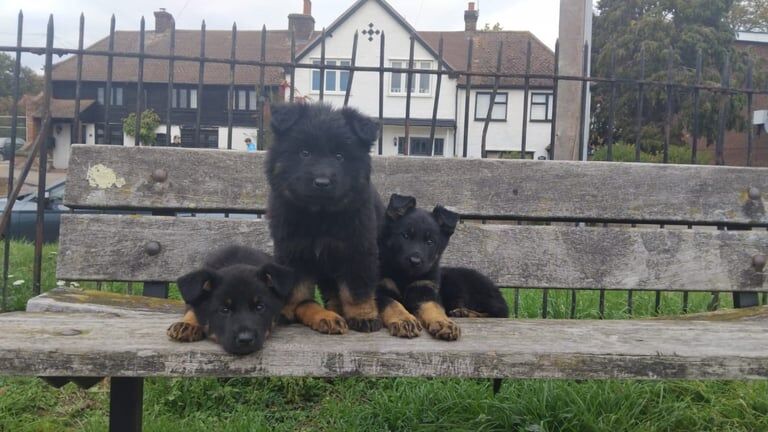 German Shepherd puppies for sale in Park Street, Hertfordshire – 9 weeks old - Image 2 of 3