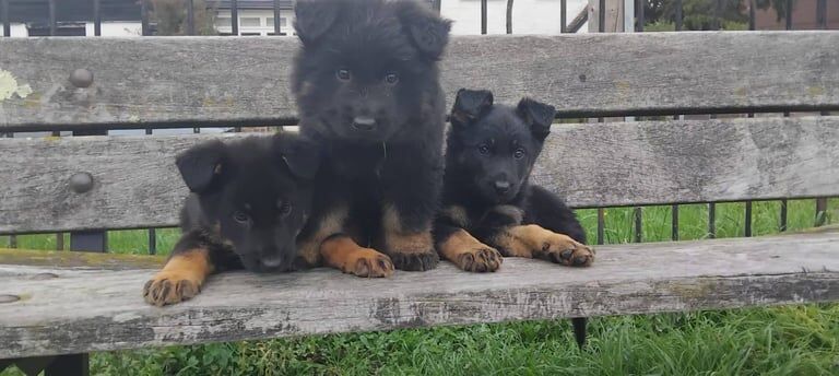 German Shepherd puppies for sale in Park Street, Hertfordshire – 9 weeks old - Image 3 of 3