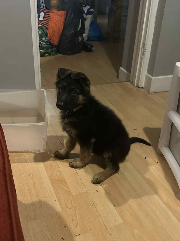 German Shepherd puppies for sale in Strabane, County Tyrone – 11 weeks old