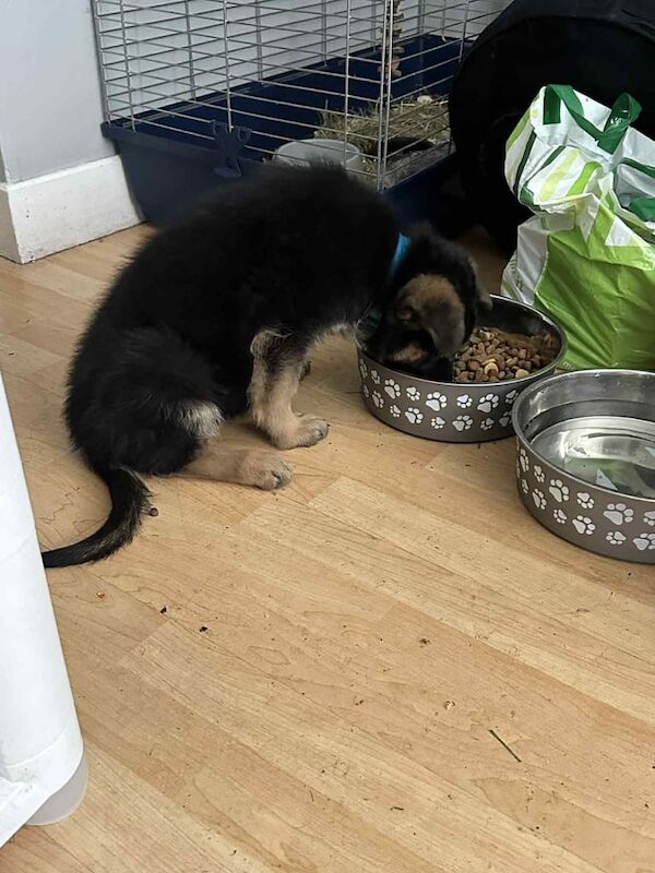 German Shepherd puppies for sale in Strabane, County Tyrone – 3 months old - Image 2 of 3