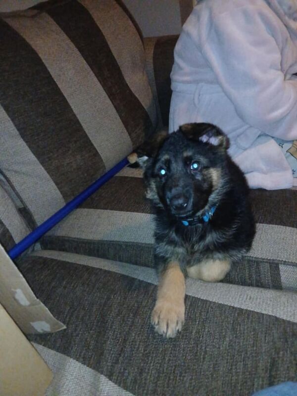 German Shepherd puppies for sale in Strabane, County Tyrone – 3 months old - Image 3 of 3