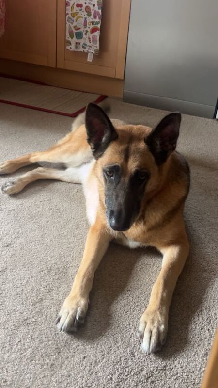 German shepherd - Image 2 of 3