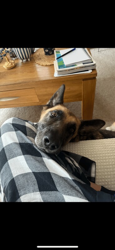 German shepherd - Image 3 of 3