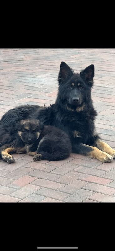 German Shepherd - Image 2 of 4
