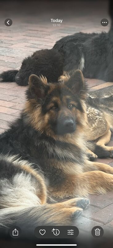 German Shepherd - Image 3 of 4