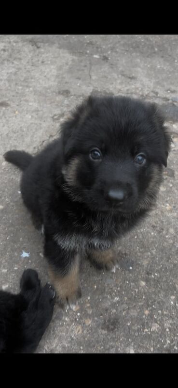 German shepherd - Image 2 of 3