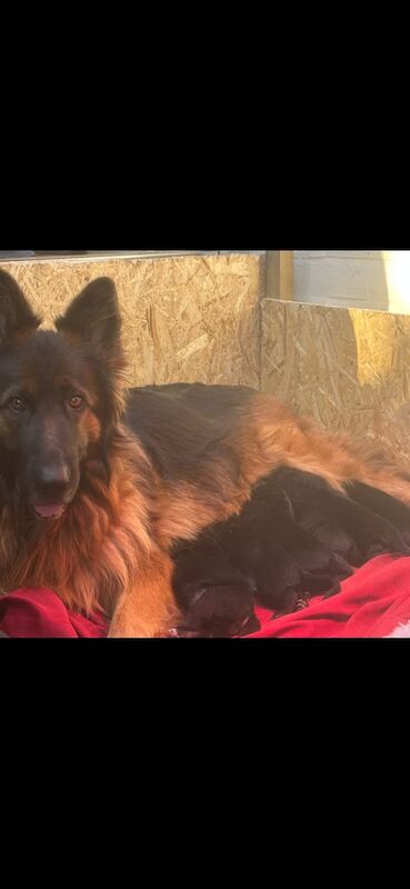 German shepherd - Image 3 of 3