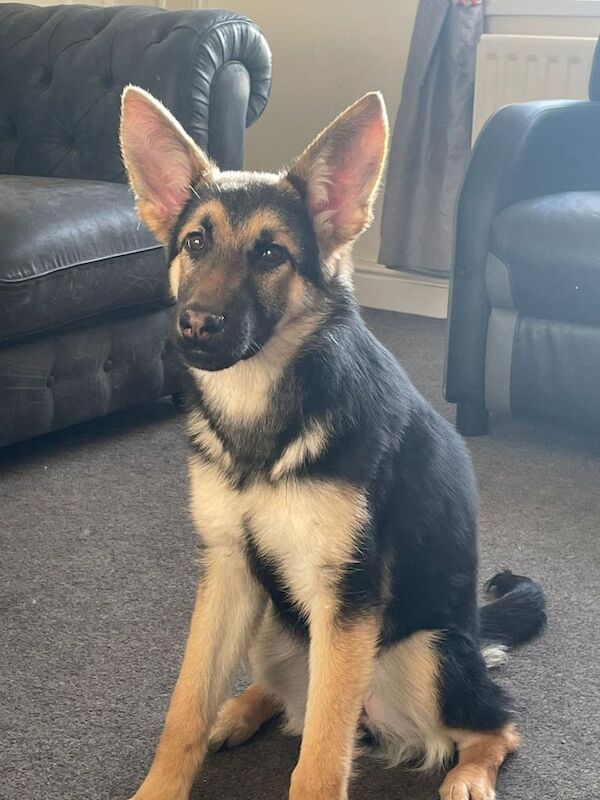 German shepherd - Image 2 of 2