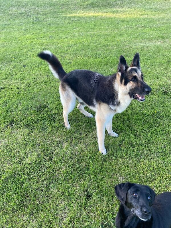 German Shepherd puppies for sale in Downpatrick, County Down – 5 years old