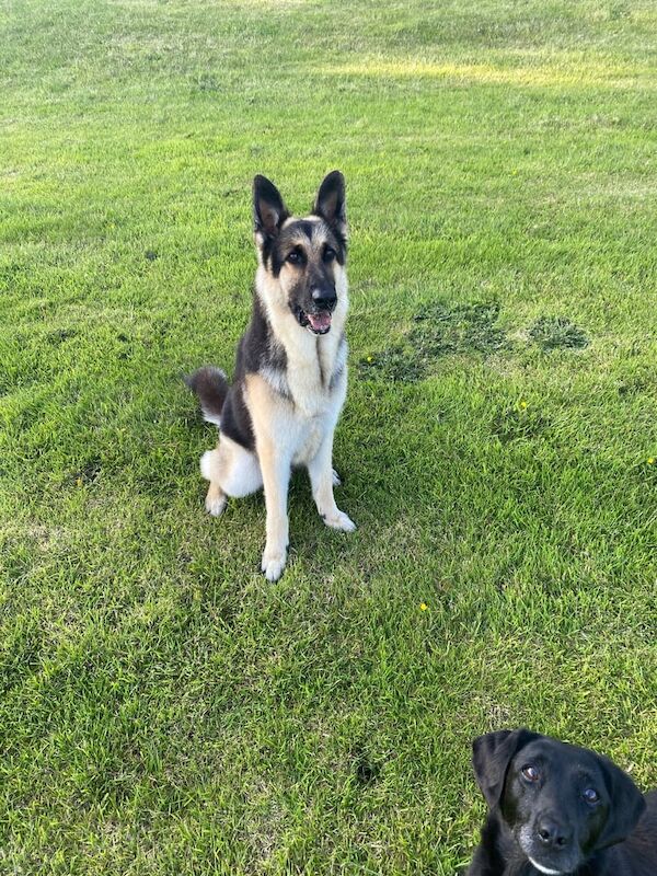 German Shepherd - Image 2 of 2