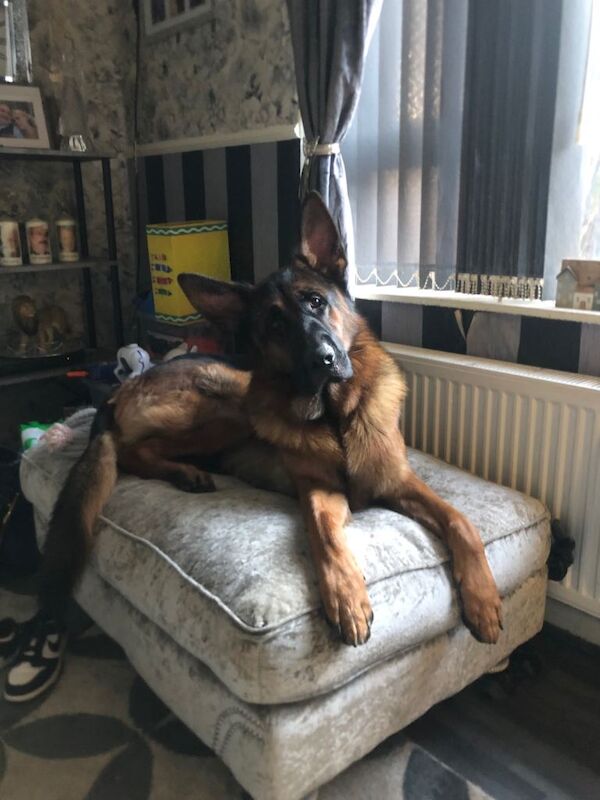 German Shepherd puppies for sale in Bramley, West Yorkshire – KC registered, 2 years old - Image 2 of 2