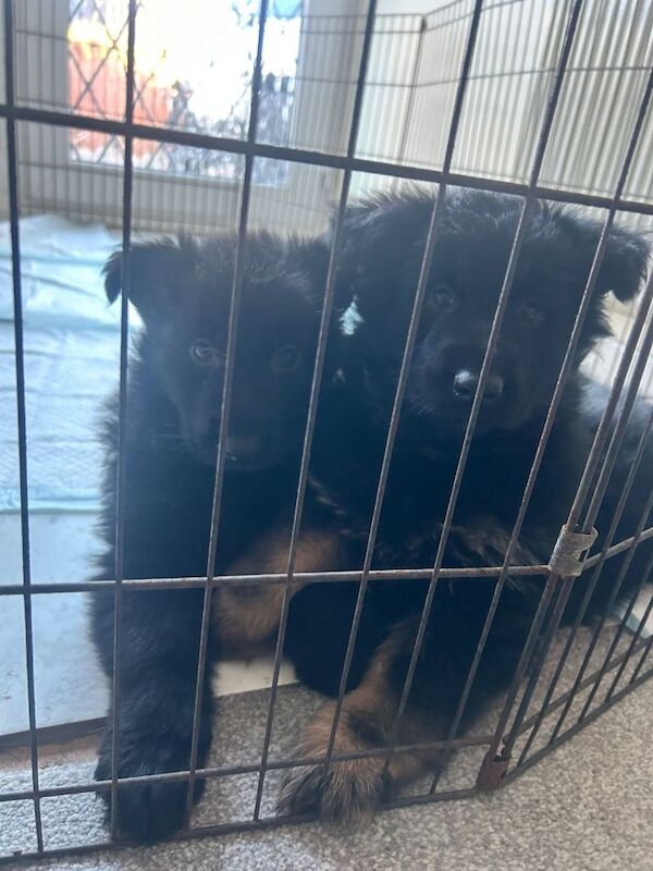 German Shepherd puppies for sale in Weston-super-Mare, Somerset – 9 weeks old - Image 3 of 3