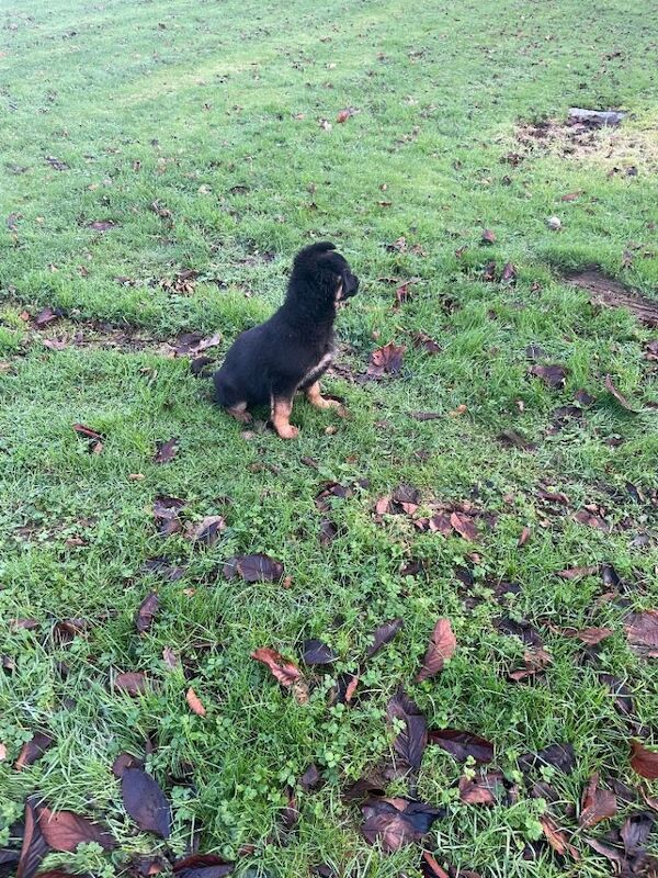 German shepherd - Image 2 of 4