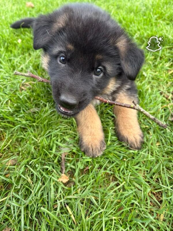 German shepherd - Image 3 of 4